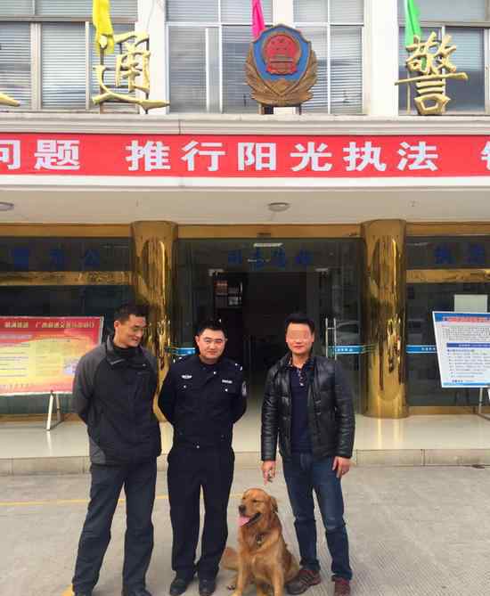金毛走丢报警求助 狗狗是如何知道去求助警察的