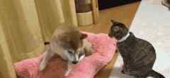 狸花猫图片 自从有了狸花猫后，柴犬就被制服得妥妥的 ，一张照片笑喷网友