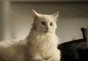 猫九 十猫九螨，如何成为一个没有耳螨的猫？