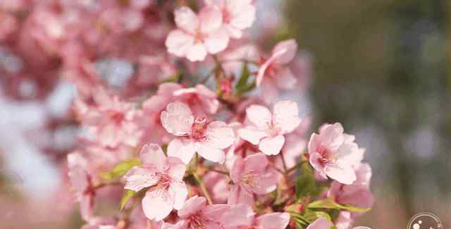 顾村公园樱花节门票 3.30︱樱花正盛的顾村公园樱花，去过的人都被美哭了!
