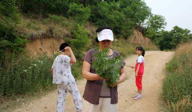 仙丹妙药灵芝草 四月一把草，祛湿邪、感冒、病毒统统扫除！文章配图