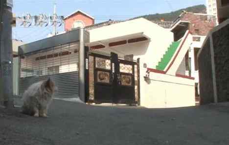 狗狗坐巷口等主人三年 太阳快下山时才会离开