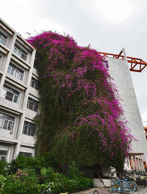 广西大学罕见鲜花瀑布 成校园独特风景