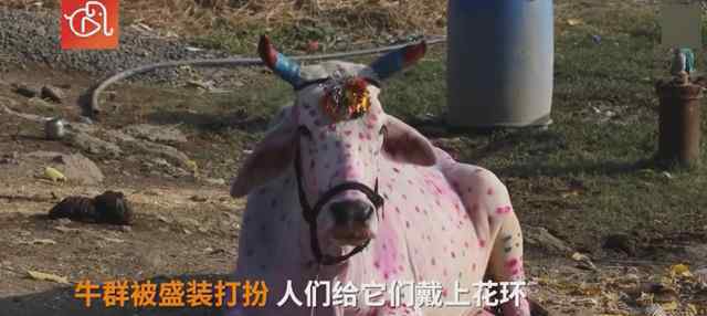 印度教徒趴地上让200多头牛踩 事情经过真相揭秘！