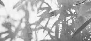 言兑 翁姐学堂创始人带队评审海南首家五星级茶馆【言兑茶舍】