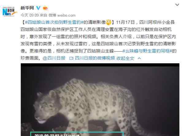 四姑娘山野生雪豹 还原事发经过及背后真相！