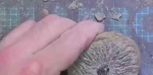 男子意外捡到3500万年前的石头 回家凿开一看惊了