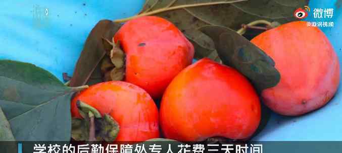 陕西一高校3天摘1000斤柿子送师生 网友：别人家的学校