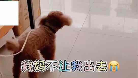 狗子连喊带比划叫小伙伴出去玩 网友：像极了小时候想出门玩样子