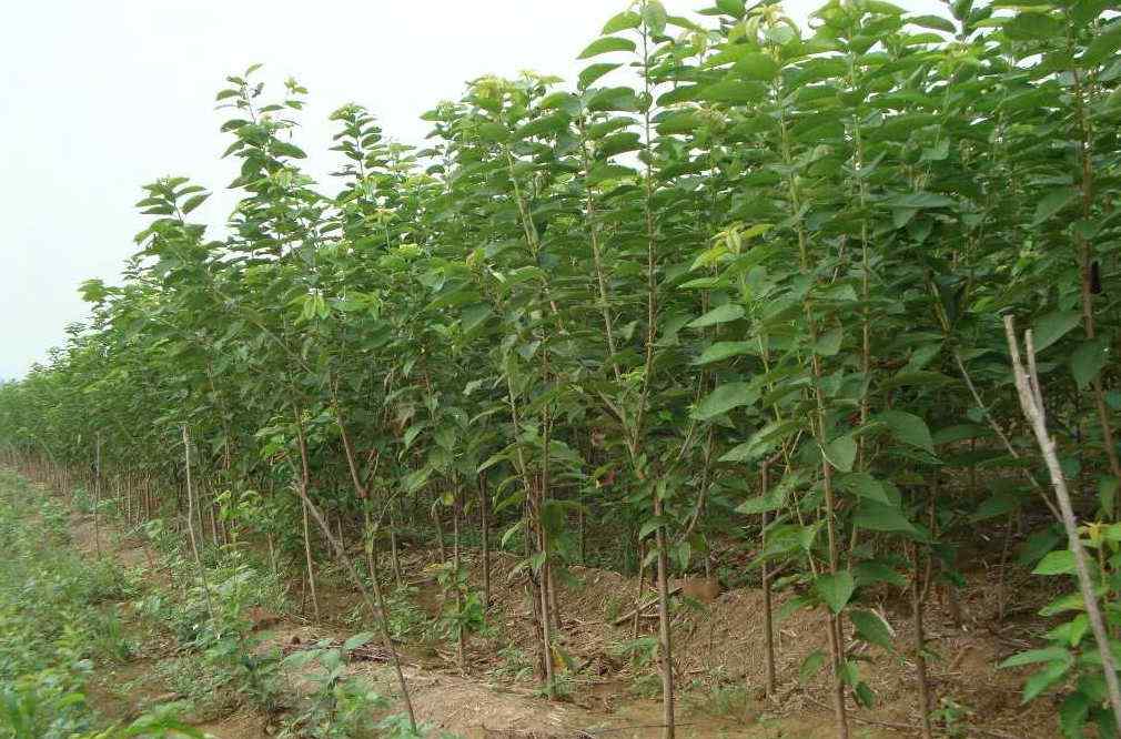 樱桃苗 种植樱桃苗需要注意什么？