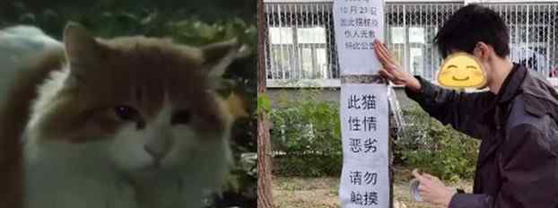 北大流浪猫因抓人被连贴12张告示 通过卖萌骗吃骗喝