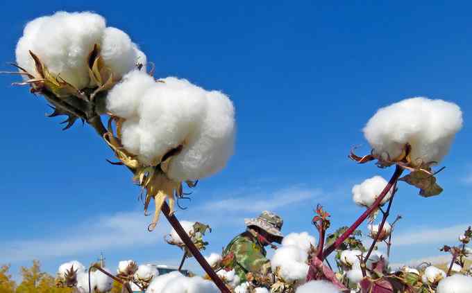 中国储备粮管理集团数据显示：新疆棉花中国自己还不够用