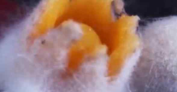 90后女孩拍摄微观菌奇幻世界 网友：太奇妙了