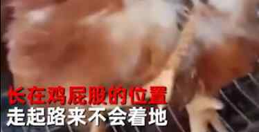 居民发现自家养的鸡与众不同 神奇一幕引众人围观