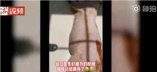虐猫男子老家不断收到花圈寿衣 详情始末是什么呢