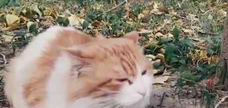 北大流浪猫因抓人被连贴12张告示 通过卖萌骗吃骗喝