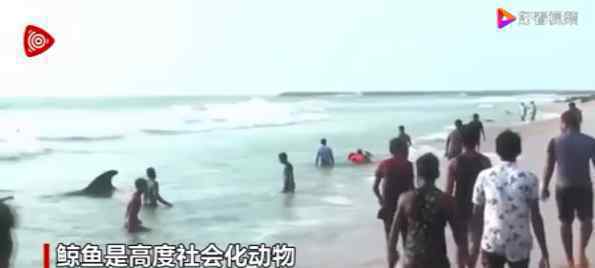 上百头鲸鱼在斯里兰卡搁浅 当地村民海军齐出动救援