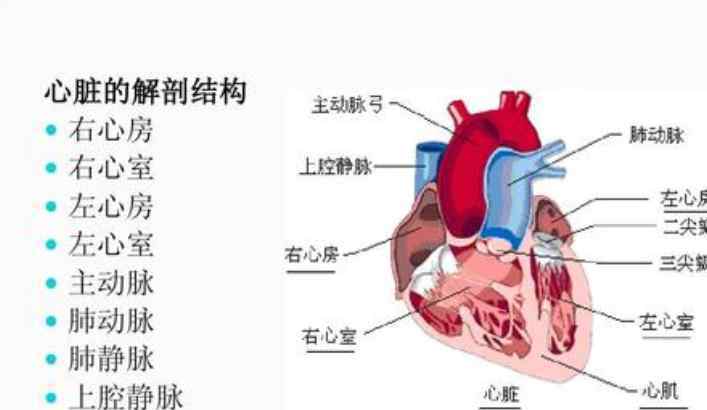 心脏支架价格是怎么降下来的 登上网络热搜了！