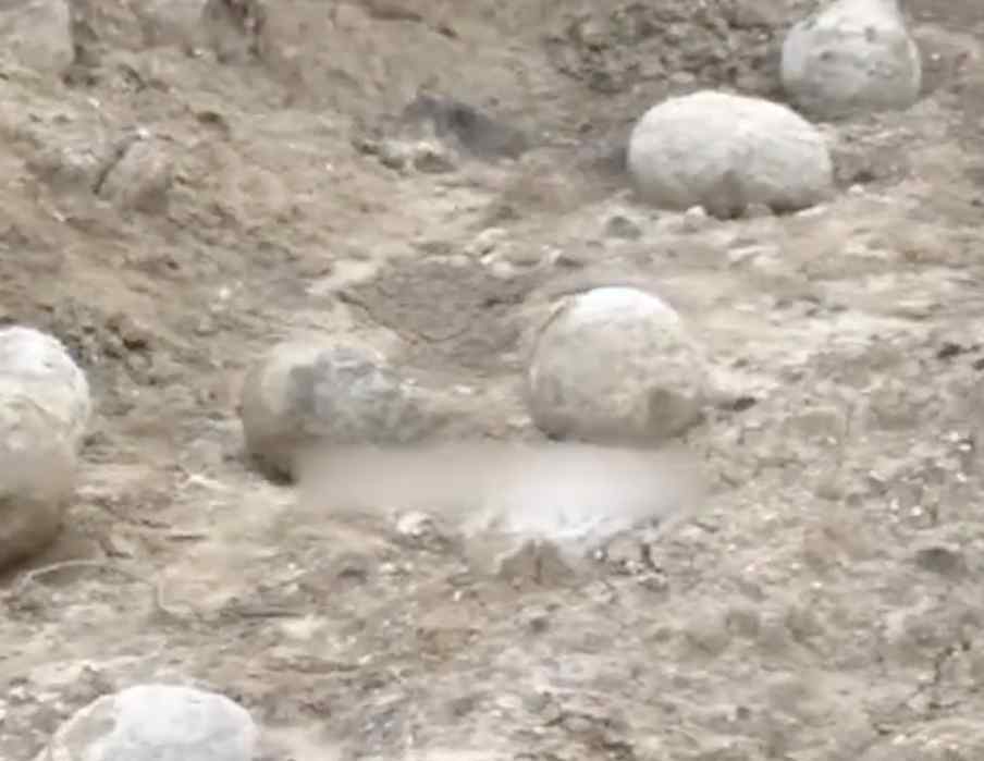 干涸池塘里有100多块圆形石头 专家初步认定大部分是恐龙蛋