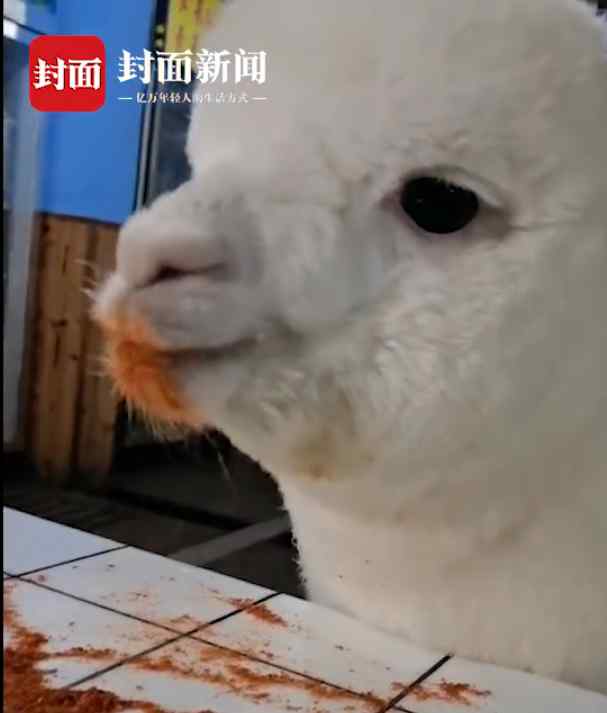 重庆女孩养的羊驼偷吃辣椒面 网友：入乡随俗 挺重庆！