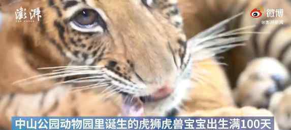 世界唯一虎狮虎兽宝宝满百天 事情的详情始末是怎么样了！