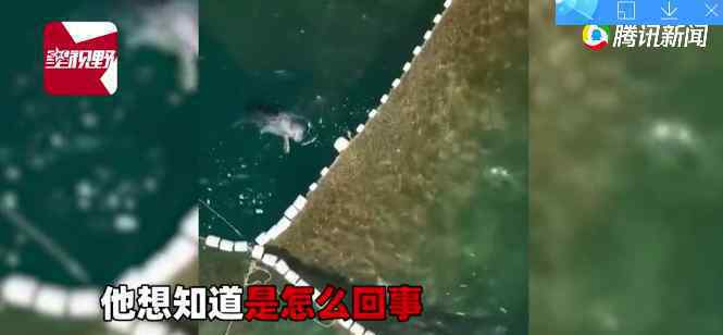 渔网中的鱼总是莫名变少 男子用无人机拍到意外真相