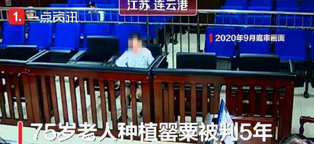 75岁老太误种罂粟被判5年 事件详情始末介绍！