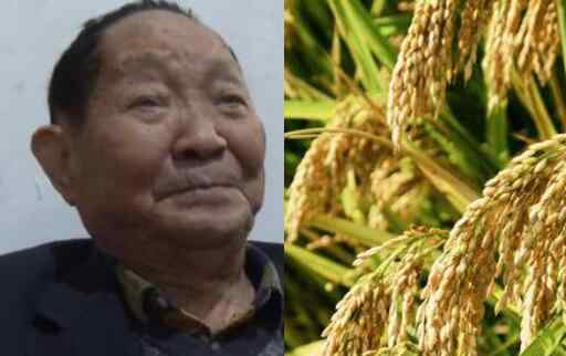 袁隆平团队双季稻亩产超过3000斤 袁老信心满满