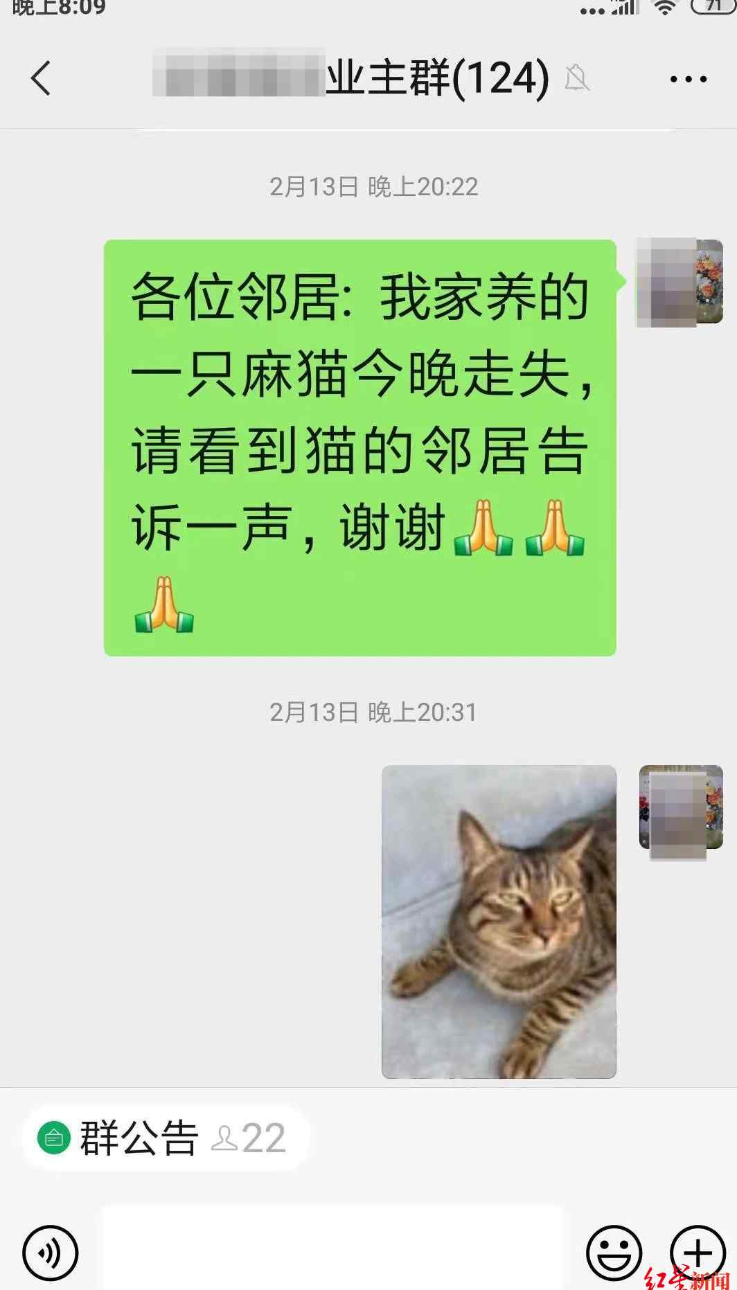 小猫跌落烟道被困37天生还！从12斤瘦到2斤 见到输液管也想吃