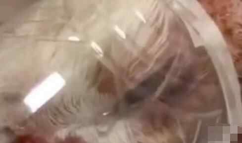 央视呼吁禁止虐动物尽快立法 太原男子虐猫后续怎么处置