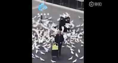 西班牙鸽子饿急了围攻路人 事情经过真相揭秘！