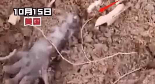 男子徒步发现泥土中有两只手掌 走近一触碰瞬间被吓到