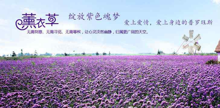 寻梦园 发现寻梦园，近20万平方米的灯光花海惊艳夏夜
