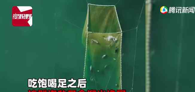 渔网中的鱼总是莫名变少 男子用无人机拍到意外真相