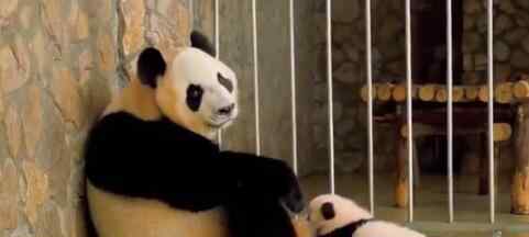 旅日大熊猫香香即将回国 网友：美香什么时候回国