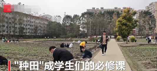 四川一高校将种田纳入必修课 网友：学生下地挣学分