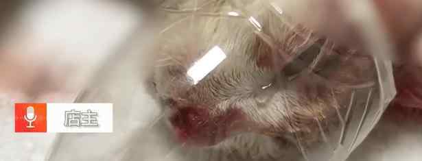 虐猫男子老家不断收到花圈寿衣 详情始末是什么呢