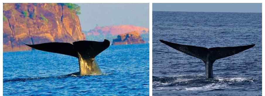 上百头鲸鱼在斯里兰卡搁浅 当地村民海军齐出动救援