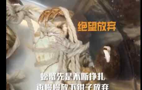女子买了几只螃蟹放盆里 靠近后意外拍下绝望一幕