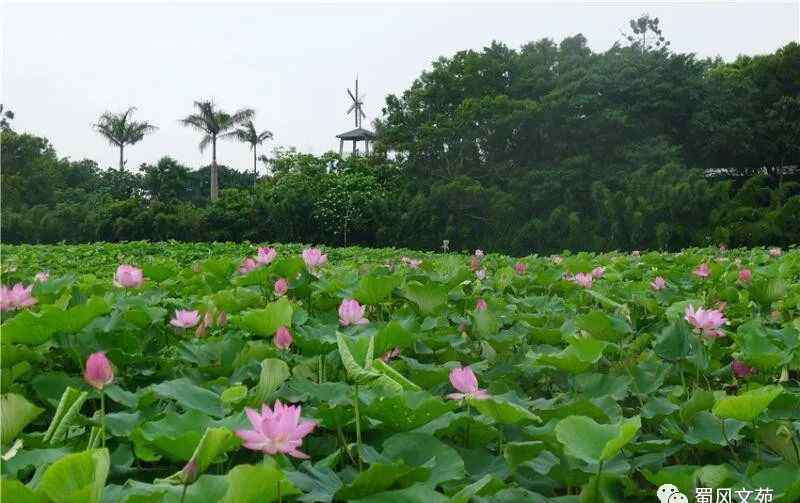 雨的笔顺 【蜀风文苑.散文】缠人的雨‖文/林笔顺（福建莆田）