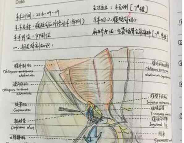 美女护士笔记走红 手绘精致的解剖图