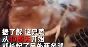 居民发现自家养的鸡与众不同 神奇一幕引众人围观