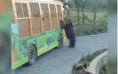 饲养员遭熊攻击身亡 现场全过程照片疑曝光