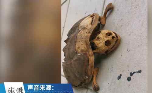 武汉大学生返校发现乌龟变龟壳 阳台上的画面让他愣住