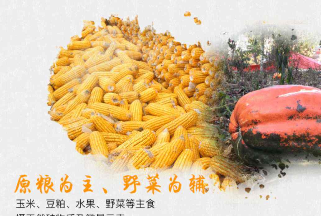 宝贝蛋 科普｜我们宝贝蛋的壳，为什么是绿色的？