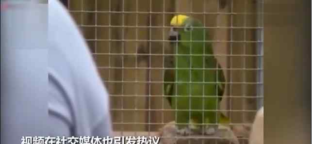 鹦鹉模仿碧昂丝唱歌走红，画面曝光，吐字清晰音准不输原唱