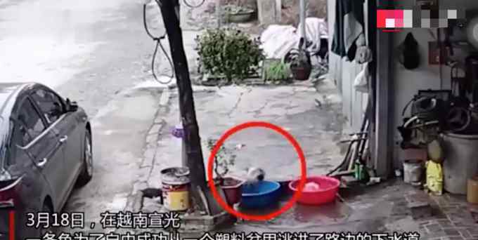 难以置信！越南一被捕获大鱼从盆中逃进下水道 全程仅用32秒