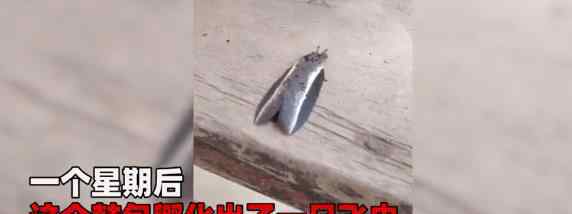 男子家中椅子鼓包一摸就叫 7天后飞出一物令人傻眼