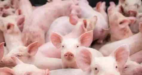 9月猪肉价格同比上涨25.5% 多少钱一斤为何涨价
