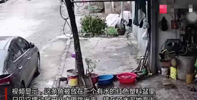 难以置信！越南一被捕获大鱼从盆中逃进下水道 全程仅用32秒